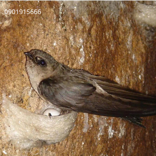 Vì Sao Nấm Mốc Khiến Yến Bỏ Đi Và Giảm Năng Suất Tổ?