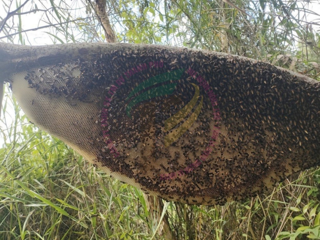 The traditional gác kèo method