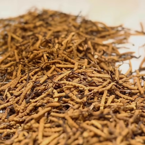 Bị Viêm Xoang Đông Trùng Hạ Thảo Được Không